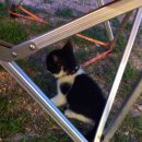 솜마-가 이미지