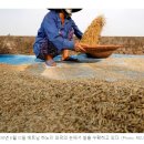 베트남 식품 협회 관계자는 쌀 수출을 즉시 억제할 계획이 없다고 말했습니다. 이미지