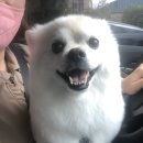 깔롱펫 이미지