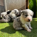 폼스하우스 이미지