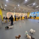 멍쉬멜로 이미지