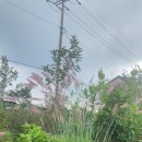 스테이 도채비꽃 이미지