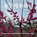 광양매화마을 2024년 (축제기간 주차 먹거리)미리다녀 왔어요.