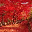 이동원의 가을 편지 이미지