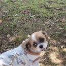 아크릴아트 | 🐾 강아지 얼굴 캐릭터 네임택 추천! 또르르아트 아크릴 인식표 후기 가볍고 귀여운 고리형 이름표 🌟