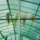 정선양떼목장 이미지