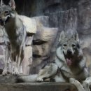 개와고양이 반려동물원 이미지