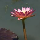 숙명과 참회(2) 오이디푸스와 아소카왕의 참회 이미지