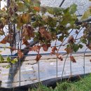 호박고구마 호풍미 종순 만들기 도전 이미지