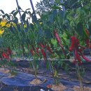 사림농장 이미지