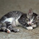 동물병원 공감 이미지