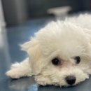 놀다올개 이미지