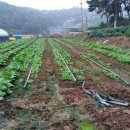 서당골 농장 이미지