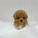 대구강아지분양 원펫 | 대구강아지분양 실제 후기 말티푸분양 받고 난 솔직한 경험