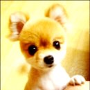 이쁜강아지 이미지