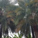 오만농장 이미지