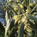 올리브나무 이미지