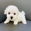 야옹아 멍멍해봐(조례호수점) 네이버블로그