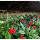 한국인삼(KOREA GINSENG)