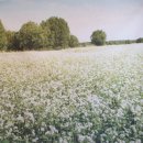 송정리 막국수 이미지