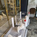 애옹애몽 이미지