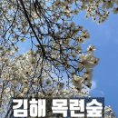숲실제1소교량 | 김해 흥동 목련숲 실시간 3/23 개화정도 평일방문후기