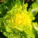 조은세상영농조합법인 | 6시 내고향 진도 봄동 구매처 연락처 위치 정보