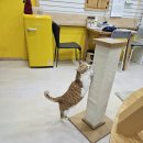 고양이호텔코자냥 이미지