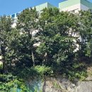 대동고등학교 이미지