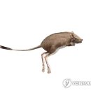 진주 충무공동 익룡ㆍ새ㆍ공룡발자국 화석산지 이미지