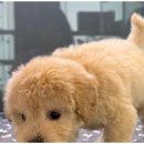 도그노크 이미지