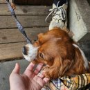 능곡119센터 버스정류장 | 호시노겐 전국투어 MAD HOPE 공연 후기 (3) - 요코하마 K아레나 막공