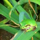 청개구리 이미지