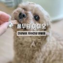 야옹아 멍멍해봐 강아지고양이 청주동남점 | 강아지 풀무원 간식 추천 아미오 덴탈껌 두부봉