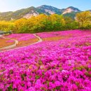 철쭉동산 이미지