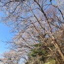 어린이공원31호(동주민센터) | 안산 벚꽃 숨은 명소 아지트 같은 비밀정원 드라이브 코스 꽃빛공원