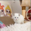 캣스토리 고양이분양 일산본점 이미지