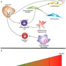 Re: Reactive Oxygen Species in the Tumor Microenvironment: 2019 리뷰 이미지