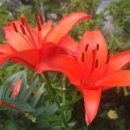 정원수퍼 이미지