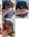 부산햄스터분양행복햄