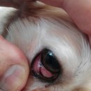 아이조은동물병원 이미지