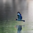파랑새 티스토리