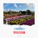 상도중학교 | 포항 뱃머리마을 국화꽃 축제 가을 꽃구경 가볼만한곳