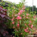 시골마당 이미지