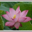 연꽃마을건넌들 이미지