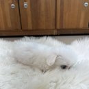 시원애견 이미지