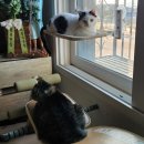 멍때리는 고양이 | 뚱냥이도 끄떡없는 5년째 사용 중인 고양이 접이식 해먹 솔직 리뷰