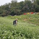 🌾낭성 추정리의 메밀꽃필 무렵. 이미지