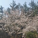 대천공원 입구 | 부산 벚꽃 명소 해운대 장산 대천공원 석태암 개화 실시간 만개 시기 주차