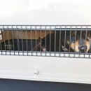 금비켄넬 이미지